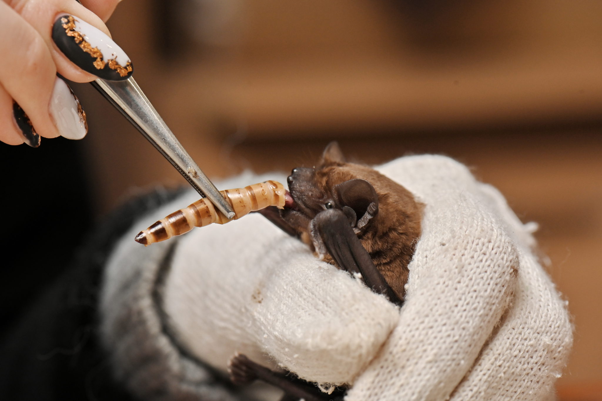 Летучие мыши много. Летучая мышь кормит детенышей молоком. Рукокрылые детеныши. Летучие лисицы малыши. Маленькие летучие мыши.