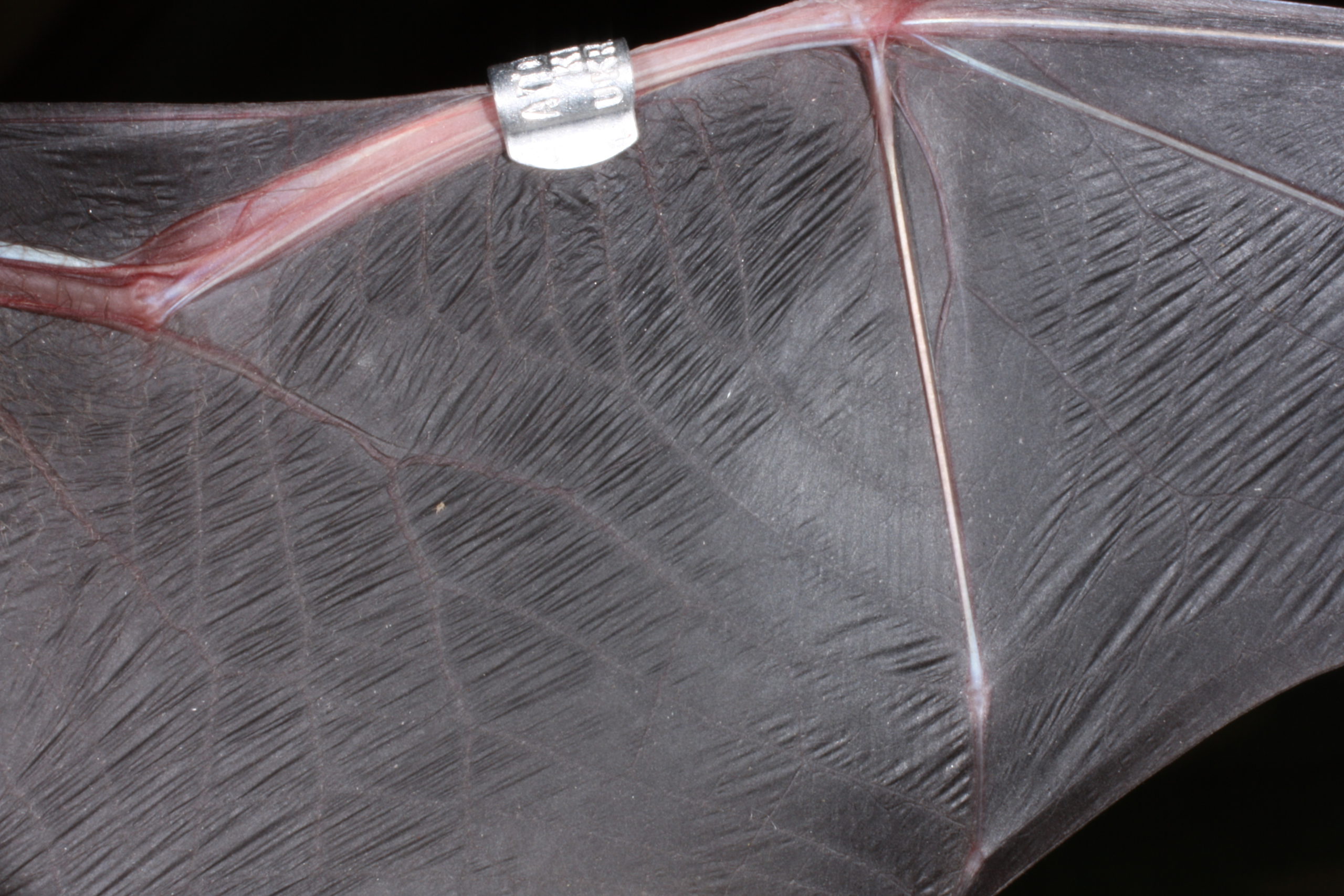 The structure of the bat wing
