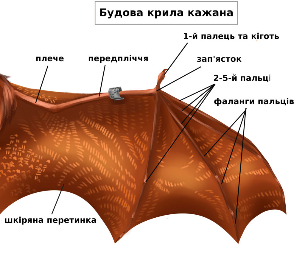 анатомия летучей мыши