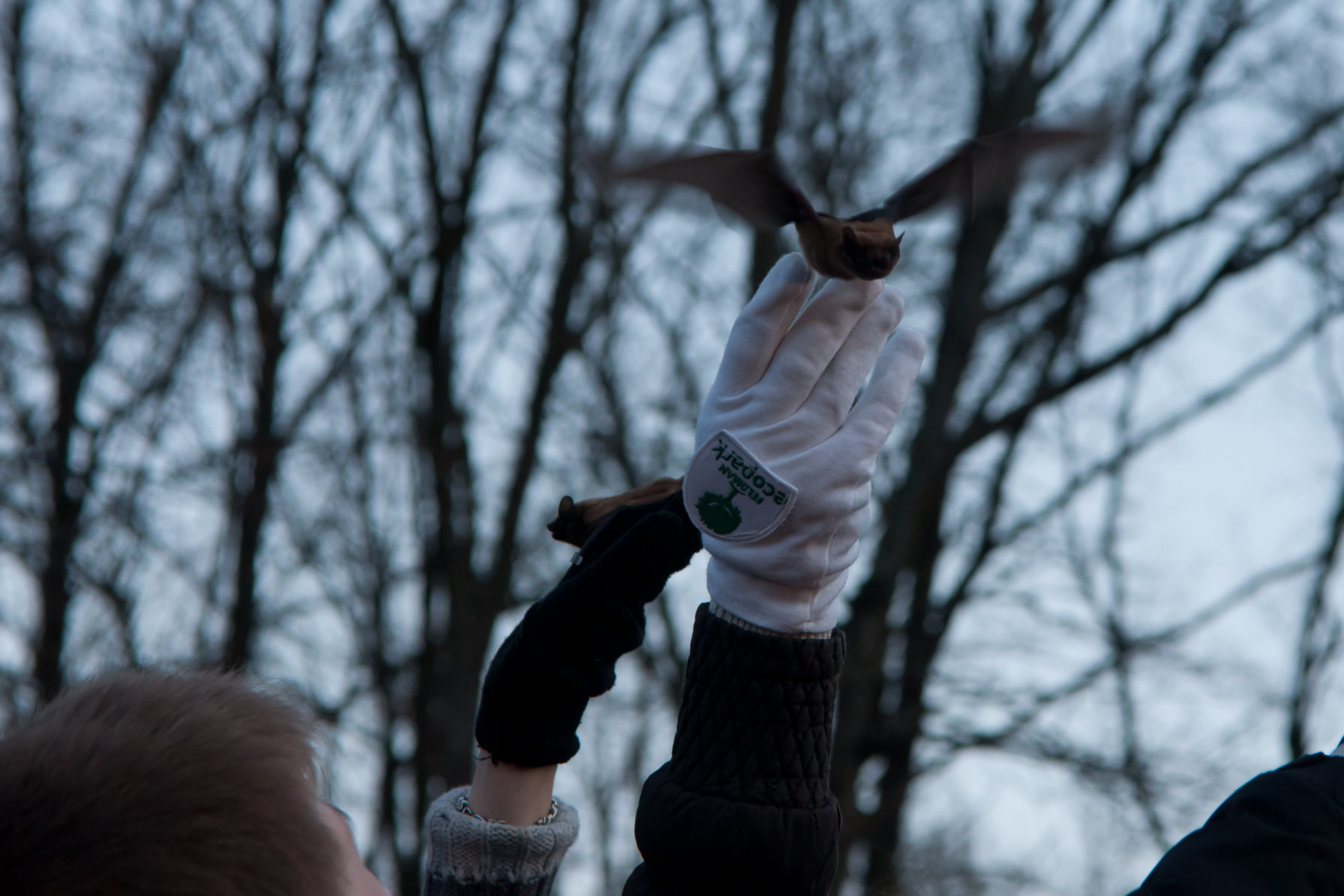 Bat Release Fest In Kharkiv Ukraine Ukrainian Bat Rehabilitation Center 3182