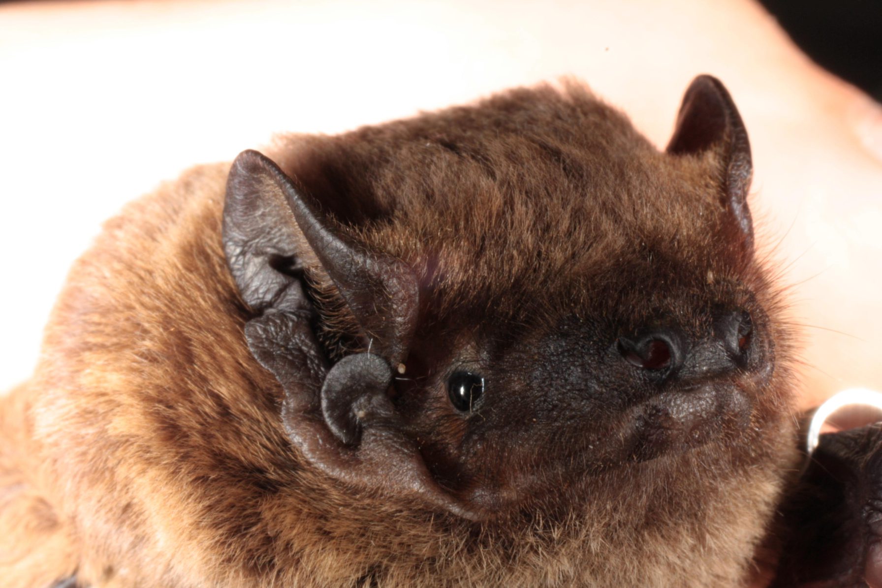 FACTS ABOUT BATS AND COVID-19