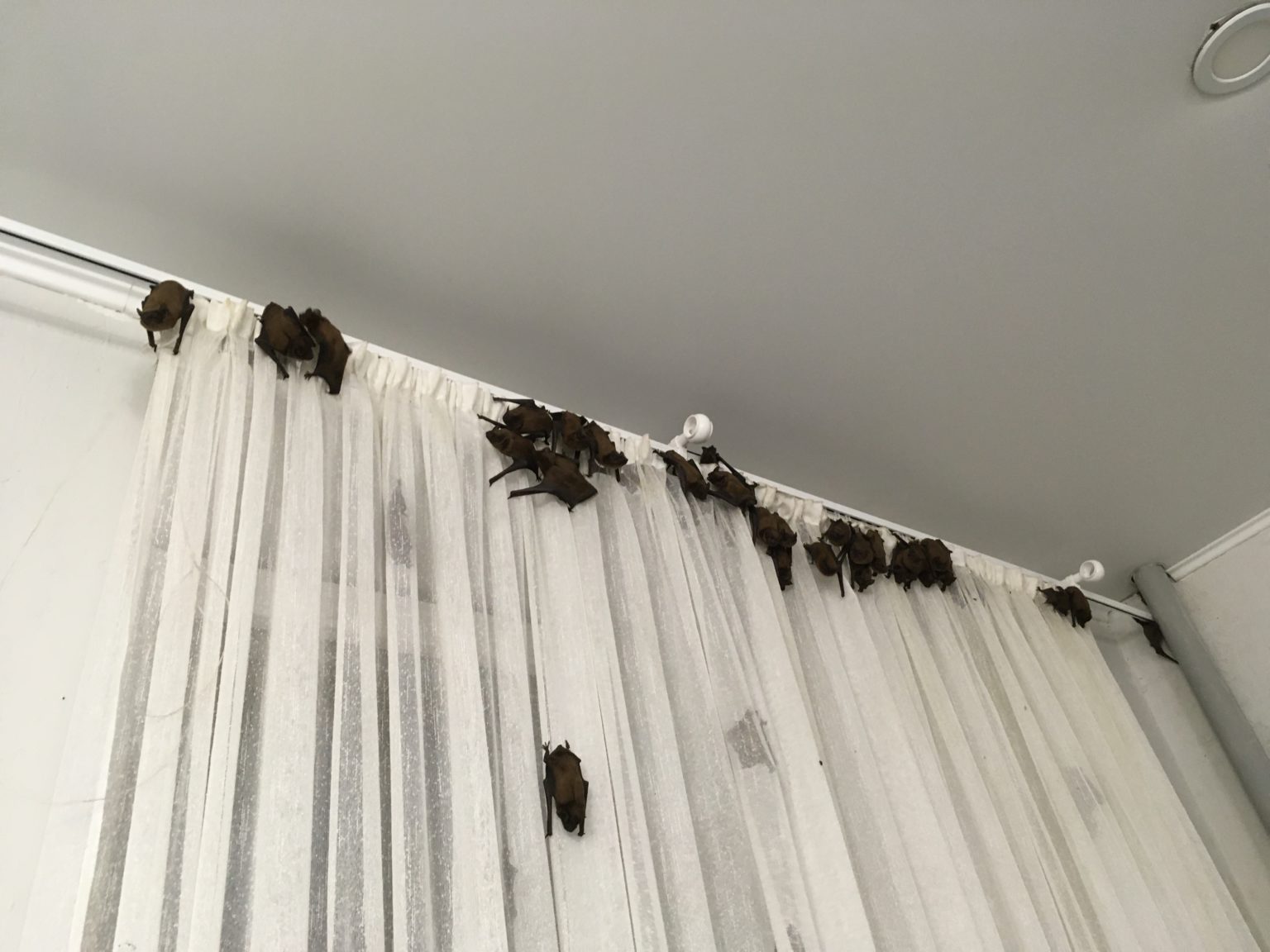 Летучая мышь шторы