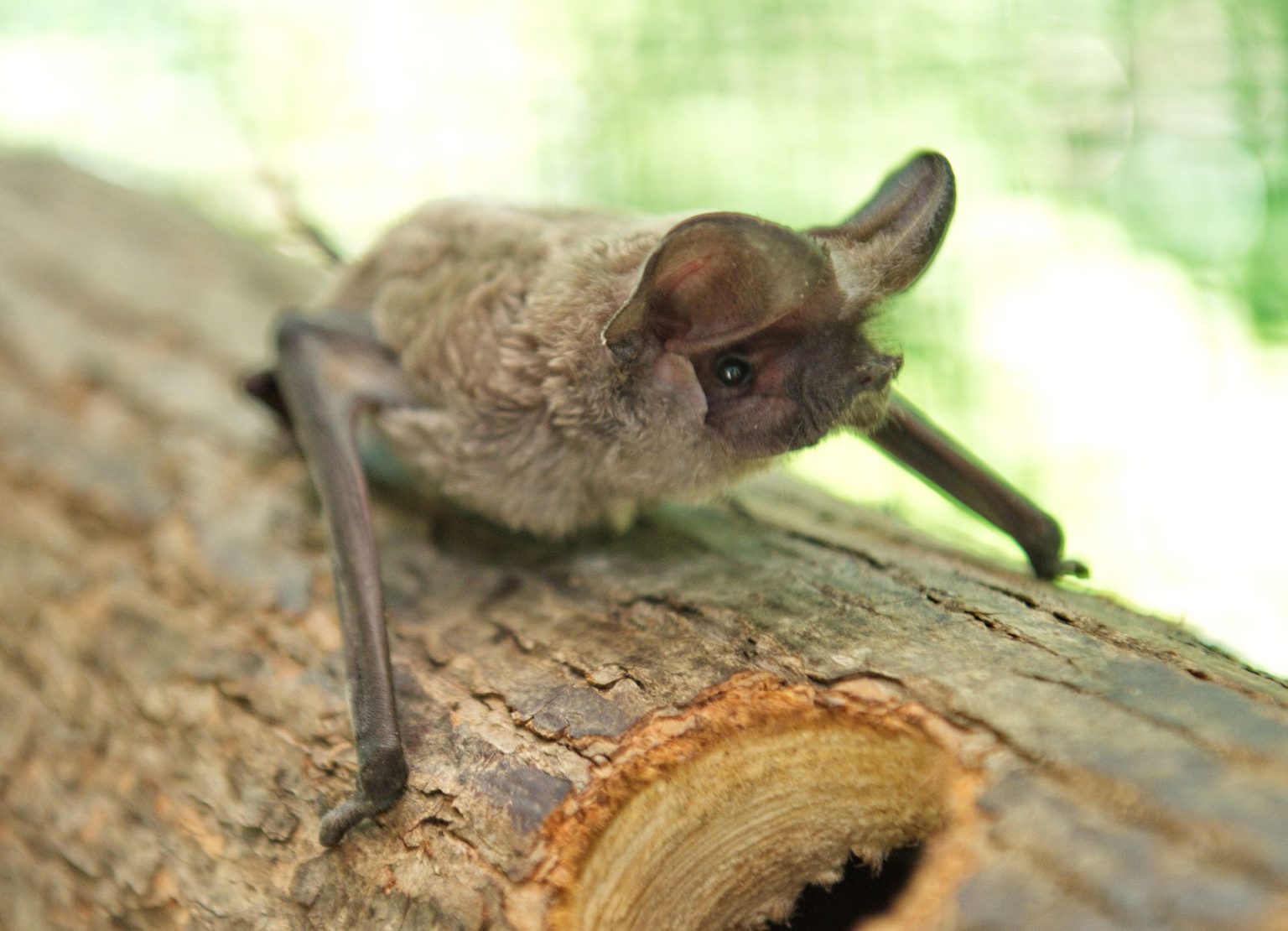 Adopt a Bat Ukrainian Bat Rehabilitation Center