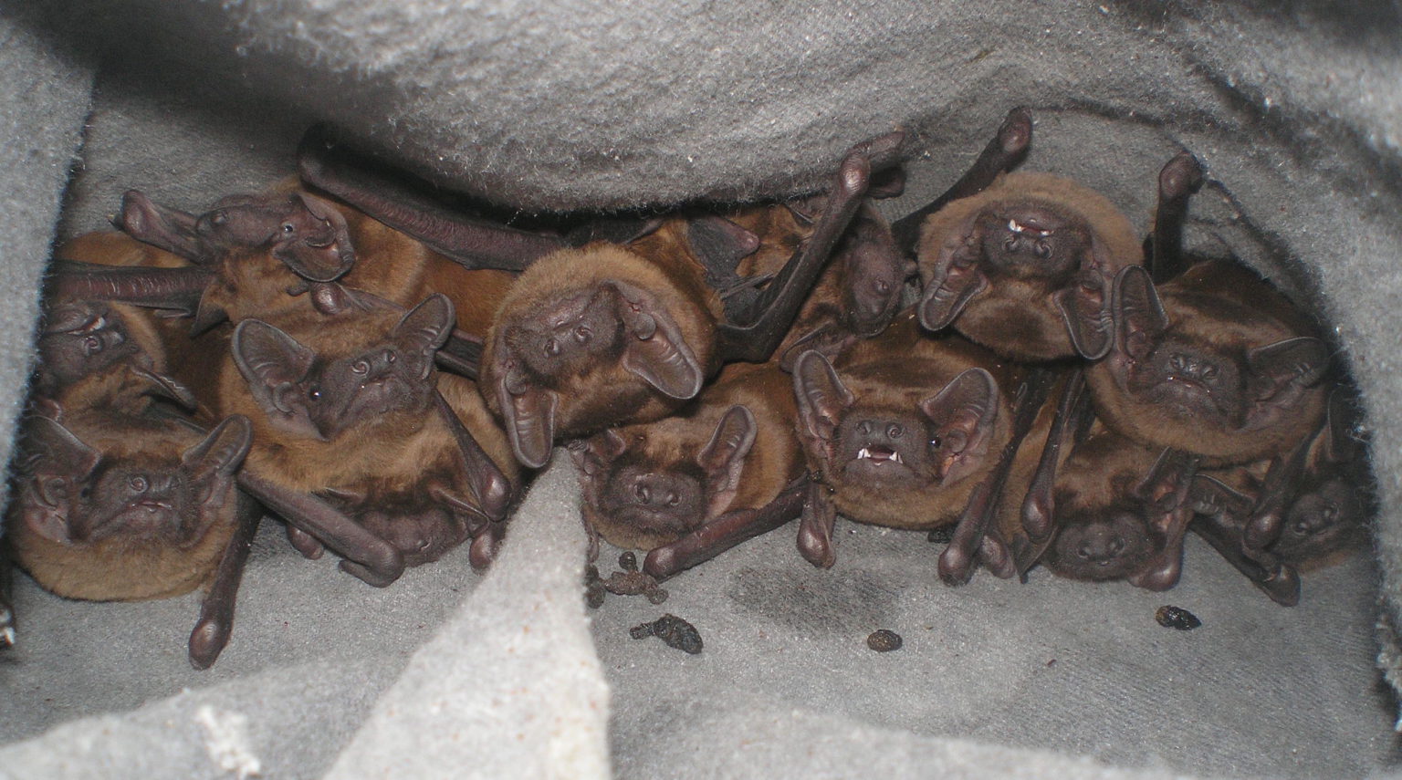 Bat colonies collector Ukrainian Bat Rehabilitation Center