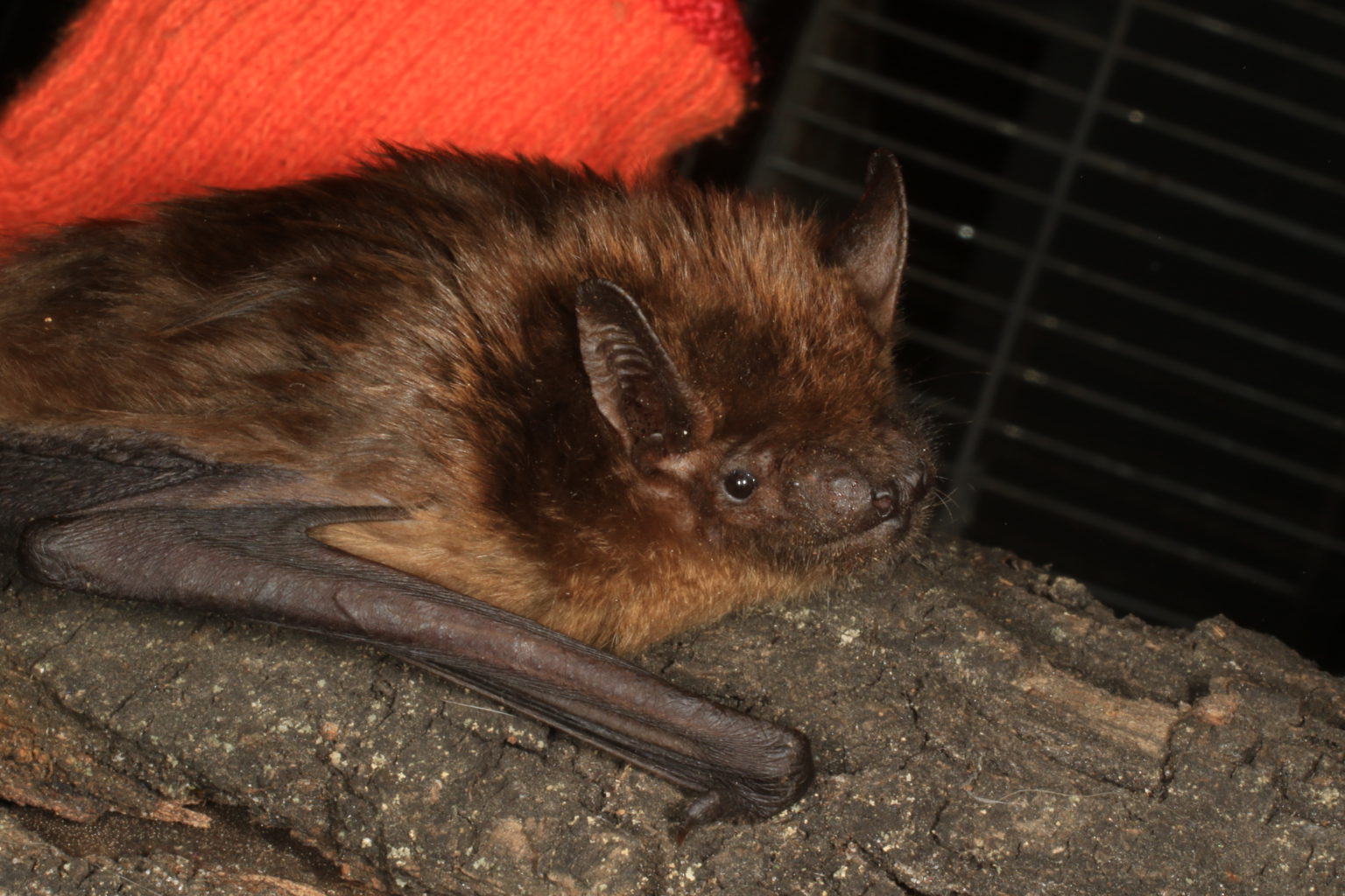Adopt a Bat Ukrainian Bat Rehabilitation Center