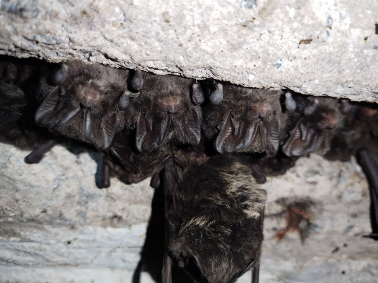 Rescue of more than 500 Barbastelle bats